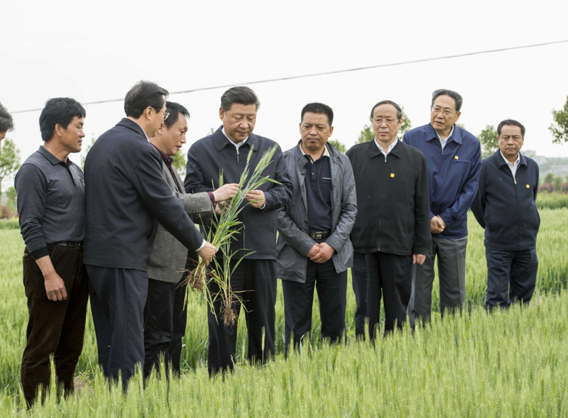 2016年4月25日下午，習(xí)近平在安徽滁州市鳳陽縣小崗村察看小麥長勢。左一為種糧大戶程夕兵。新華社記者 李學(xué)仁 攝